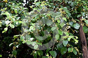Jujube leaves in nature. Chinese date leaf inÂ  Bangladeshi nature.